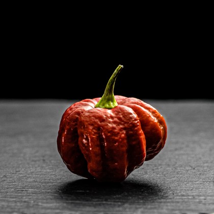 Скорпіон Карамельний (Scorpion caramel)